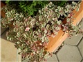 sedum